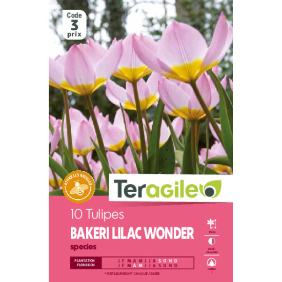 Tulipes species bakeri lilac wonder calibre i x1 de Teragile - produits pour le jardin dans Tulipe en bulbes