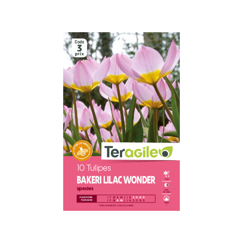 Tulipes species bakeri lilac wonder calibre i x1 de Teragile - produits pour le jardin dans Tulipe en bulbes