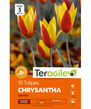 Tulipes species chrysantha calibre i x10 de Teragile - produits pour le jardin dans Tulipe en bulbes