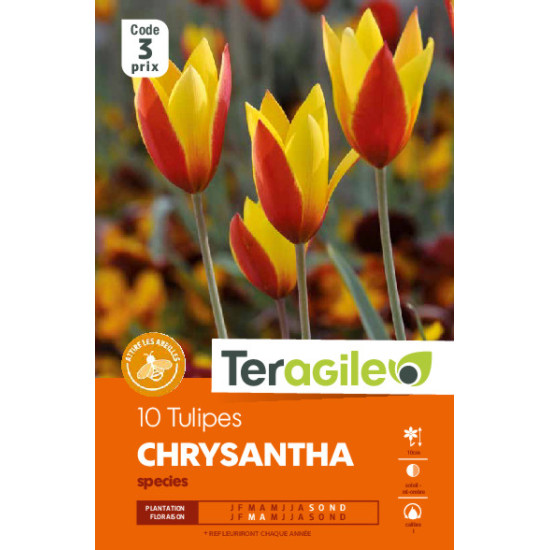 Tulipes species chrysantha calibre i x10 de Teragile - produits pour le jardin dans Tulipe en bulbes