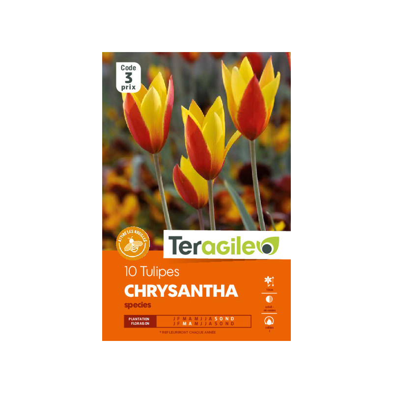 Tulipes species chrysantha calibre i x10 de Teragile - produits pour le jardin dans Tulipe en bulbes