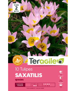 Tulipes species saxatilis calibre i x10 de Teragile - produits pour le jardin dans Tulipe en bulbes