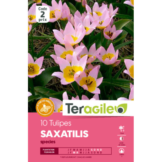 Tulipes species saxatilis calibre i x10 de Teragile - produits pour le jardin dans Tulipe en bulbes