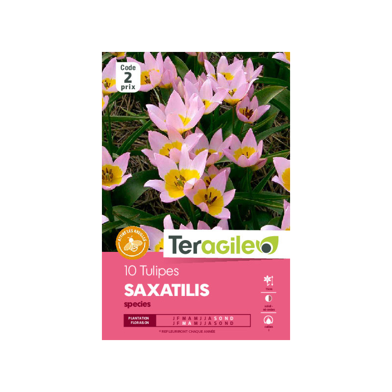 Tulipes species saxatilis calibre i x10 de Teragile - produits pour le jardin dans Tulipe en bulbes