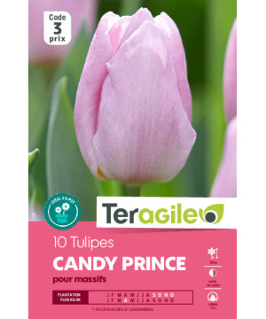 Tulipes candy prince calibre 12/+ x10 de Teragile - produits pour le jardin dans Tulipe en bulbes