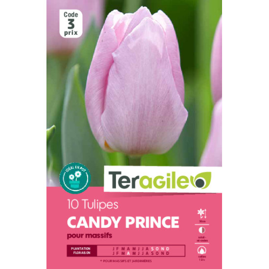 Tulipes candy prince calibre 12/+ x10 de Teragile - produits pour le jardin dans Tulipe en bulbes