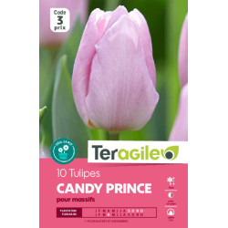 Tulipes candy prince calibre 12/+ x10 de Teragile - produits pour le jardin dans Tulipe en bulbes