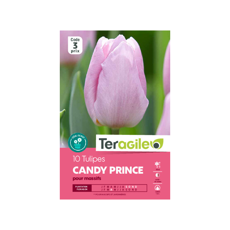 Tulipes candy prince calibre 12/+ x10 de Teragile - produits pour le jardin dans Tulipe en bulbes