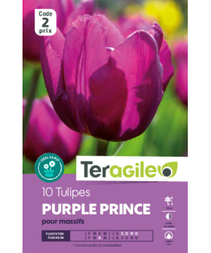 Tulipes purple prince calibre 12/+ x10 de Teragile - produits pour le jardin dans Tulipe en bulbes