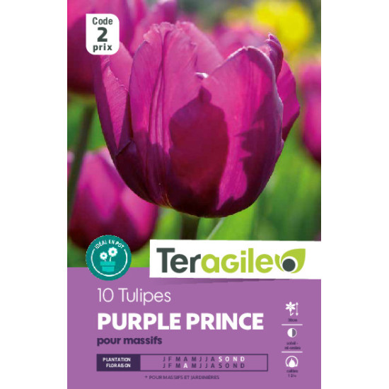 Tulipes purple prince calibre 12/+ x10 de Teragile - produits pour le jardin dans Tulipe en bulbes