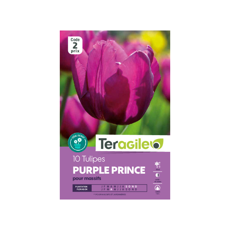 Tulipes purple prince calibre 12/+ x10 de Teragile - produits pour le jardin dans Tulipe en bulbes
