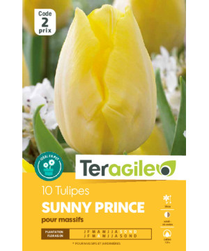 Tulipes sunny prince  calibre 12/+ x10 de Teragile - produits pour le jardin dans Tulipe en bulbes
