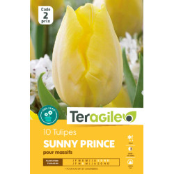 Tulipes sunny prince  calibre 12/+ x10 de Teragile - produits pour le jardin dans Tulipe en bulbes