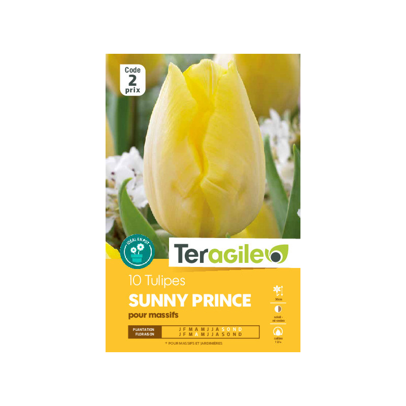 Tulipes sunny prince  calibre 12/+ x10 de Teragile - produits pour le jardin dans Tulipe en bulbes