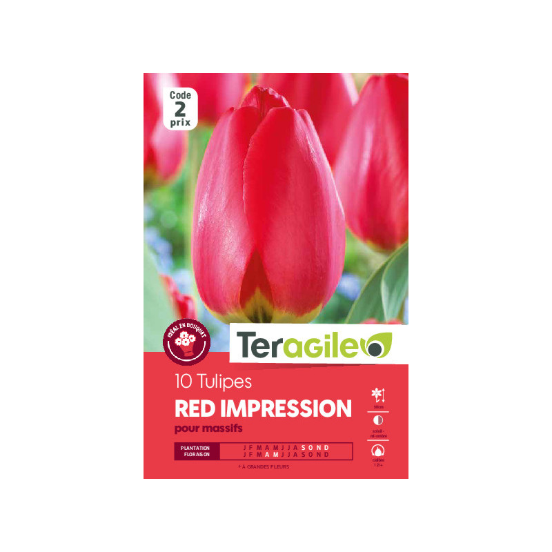 Tulipes red impression calibre 12/+ x10 de Teragile - produits pour le jardin dans Tulipe en bulbes