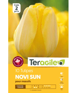 Tulipes darwin yellow calibre 12/+ x10 de Teragile - produits pour le jardin dans Tulipe en bulbes