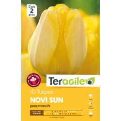 Tulipes darwin yellow calibre 12/+ x10 de Teragile - produits pour le jardin dans Tulipe en bulbes