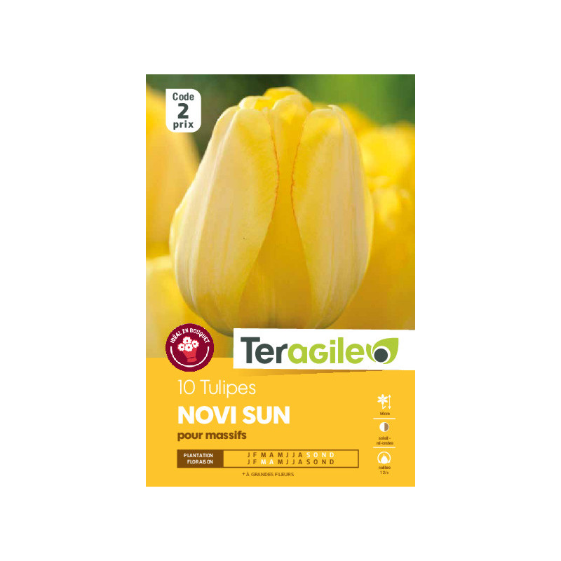 Tulipes darwin yellow calibre 12/+ x10 de Teragile - produits pour le jardin dans Tulipe en bulbes