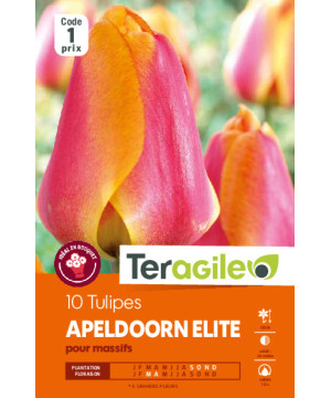 Tulipes apeldoorn elite calibre 12/+ x10 de Teragile - produits pour le jardin dans Tulipe en bulbes