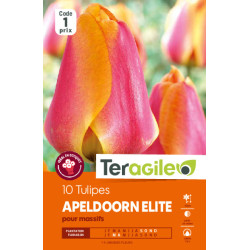 Tulipes apeldoorn elite calibre 12/+ x10 de Teragile - produits pour le jardin dans Tulipe en bulbes
