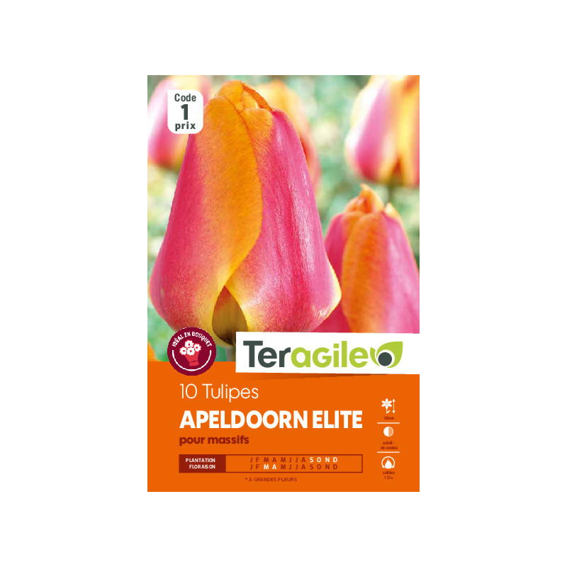 Tulipes apeldoorn elite calibre 12/+ x10 de Teragile - produits pour le jardin dans Tulipe en bulbes