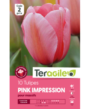 Tulipes pink imression calibre 12/+ x10 de Teragile - produits pour le jardin dans Tulipe en bulbes