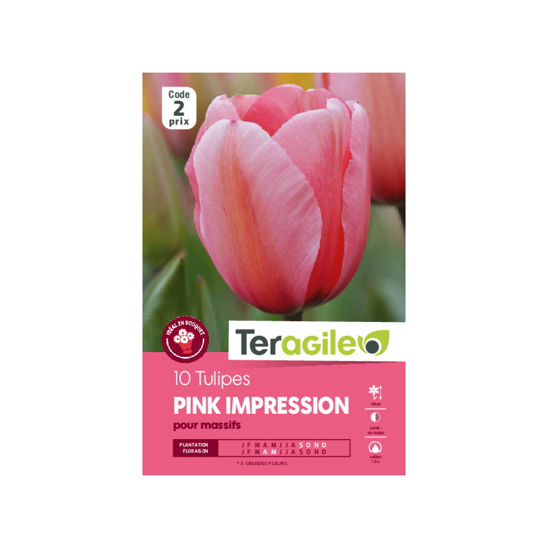Tulipes pink imression calibre 12/+ x10 de Teragile - produits pour le jardin dans Tulipe en bulbes