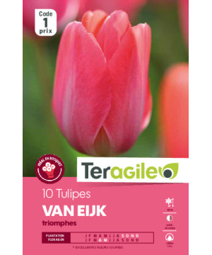 Tulipes van eijk calibre 12/+ x10 de Teragile - produits pour le jardin dans Tulipe en bulbes