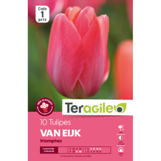 Tulipes van eijk calibre 12/+ x10 de Teragile - produits pour le jardin dans Tulipe en bulbes