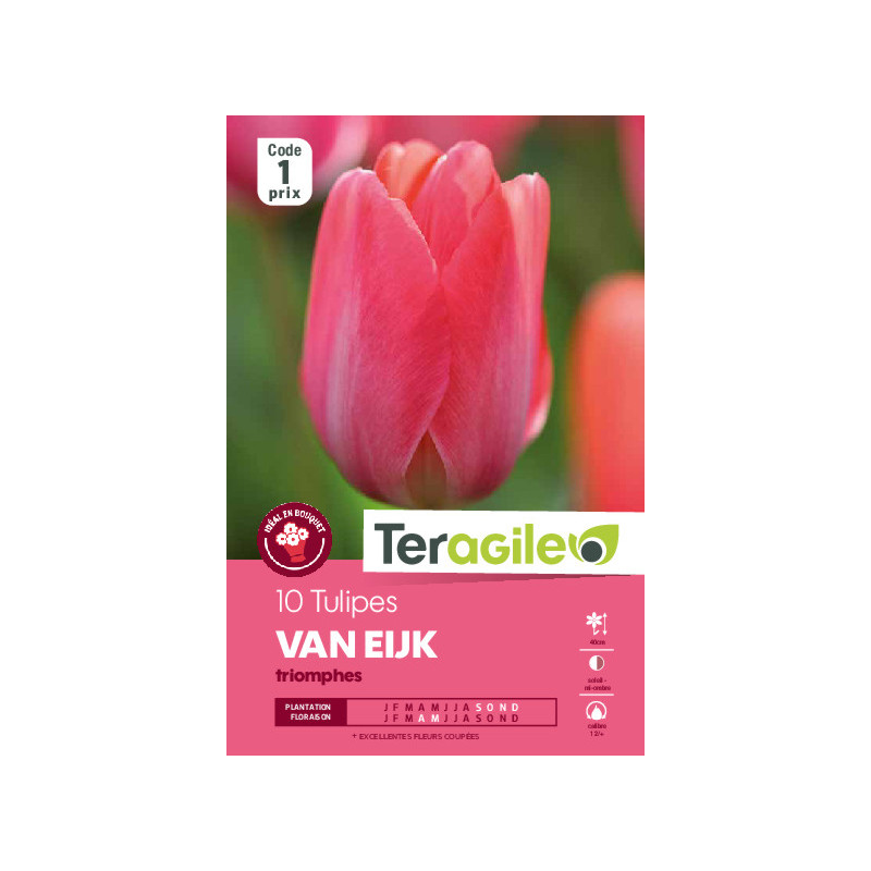 Tulipes van eijk calibre 12/+ x10 de Teragile - produits pour le jardin dans Tulipe en bulbes