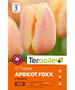 Tulipes apricot foxx  calibre 12/+ x10 de Teragile - produits pour le jardin dans Tulipe en bulbes