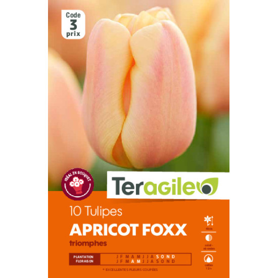 Tulipes apricot foxx  calibre 12/+ x10 de Teragile - produits pour le jardin dans Tulipe en bulbes