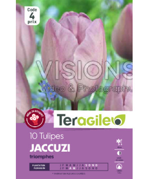 Tulipes jaccuzi calibre 12/+ x10 de Teragile - produits pour le jardin dans Tulipe en bulbes