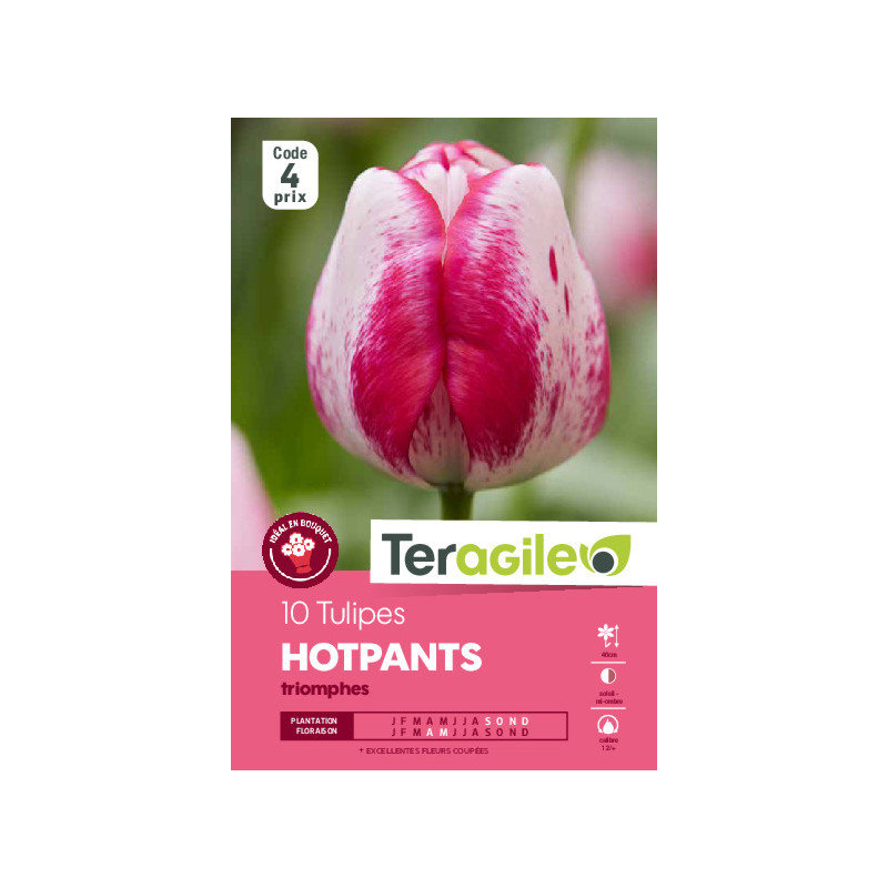 Tulipes hotpants  calibre 12/+ x10 de Teragile - produits pour le jardin dans Tulipe en bulbes