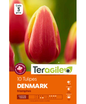 Tulipes denmark calibre 12/+ x10 de Teragile - produits pour le jardin dans Tulipe en bulbes