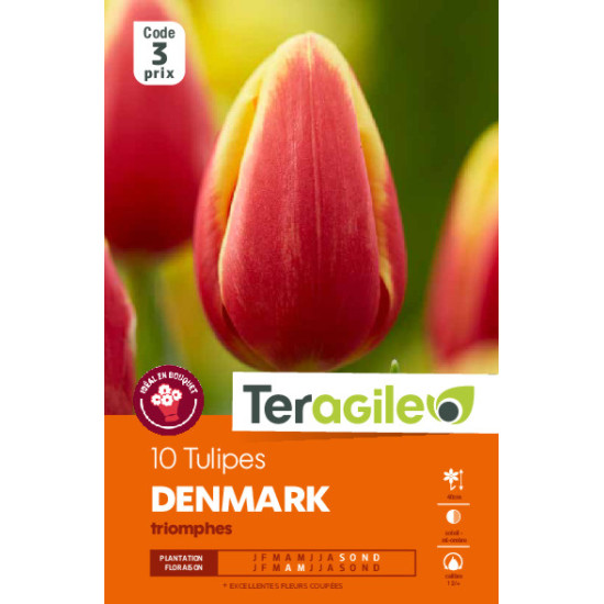 Tulipes denmark calibre 12/+ x10 de Teragile - produits pour le jardin dans Tulipe en bulbes