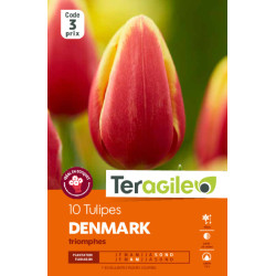 Tulipes denmark calibre 12/+ x10 de Teragile - produits pour le jardin dans Tulipe en bulbes