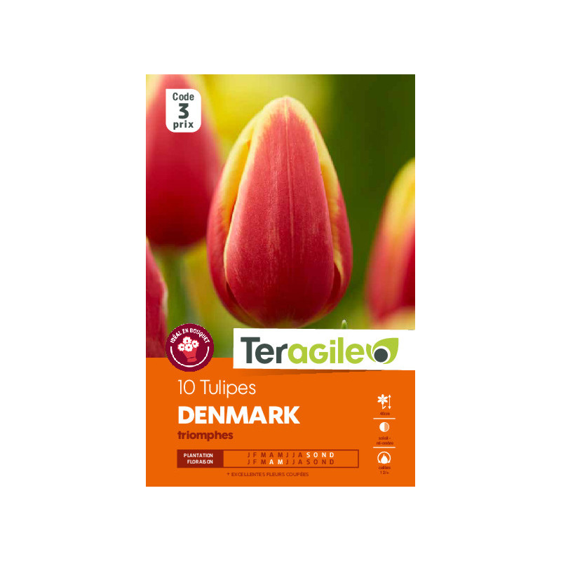 Tulipes denmark calibre 12/+ x10 de Teragile - produits pour le jardin dans Tulipe en bulbes