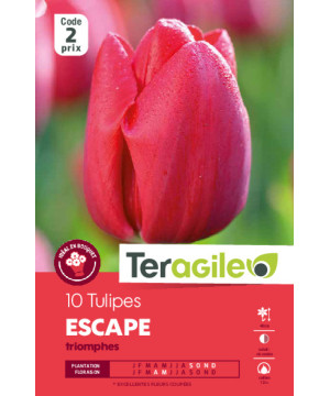 Tulipes escape calibre 12/+ x10 de Teragile - produits pour le jardin dans Tulipe en bulbes