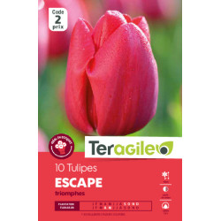 Tulipes escape calibre 12/+ x10 de Teragile - produits pour le jardin dans Tulipe en bulbes