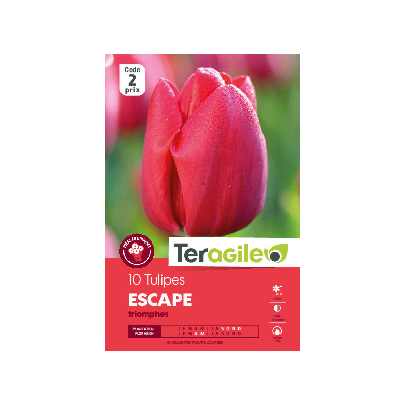 Tulipes escape calibre 12/+ x10 de Teragile - produits pour le jardin dans Tulipe en bulbes