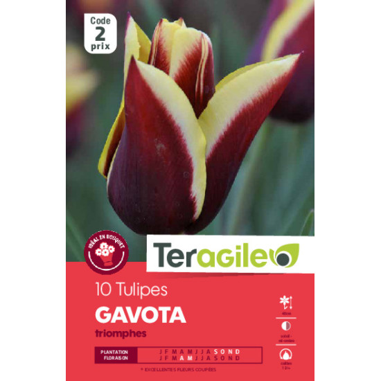 Tulipes gavota  calibre 12/+ x10 de Teragile - produits pour le jardin dans Tulipe en bulbes