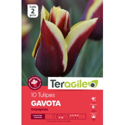 Tulipes gavota  calibre 12/+ x10 de Teragile - produits pour le jardin dans Tulipe en bulbes