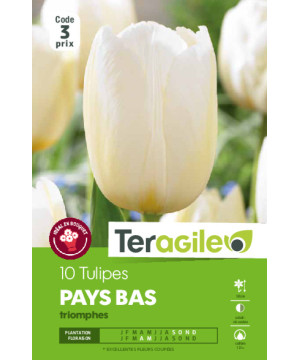 Tulipes pays bas  calibre 12/+ x10 de Teragile - produits pour le jardin dans Tulipe en bulbes