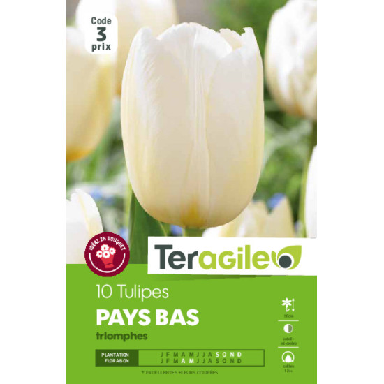 Tulipes pays bas  calibre 12/+ x10 de Teragile - produits pour le jardin dans Tulipe en bulbes
