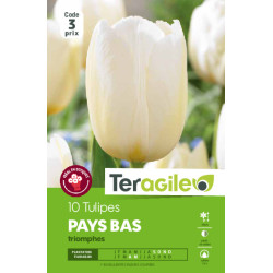 Tulipes pays bas  calibre 12/+ x10 de Teragile - produits pour le jardin dans Tulipe en bulbes