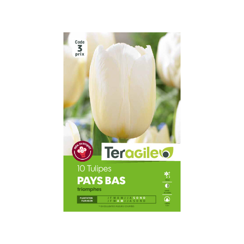 Tulipes pays bas  calibre 12/+ x10 de Teragile - produits pour le jardin dans Tulipe en bulbes