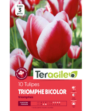 Tulipes triomphes rouges/blancs calibre 12/+ x10 de Teragile - produits pour le jardin dans Tulipe en bulbes