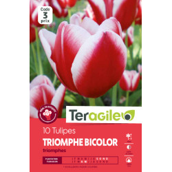 Tulipes triomphes rouges/blancs calibre 12/+ x10 de Teragile - produits pour le jardin dans Tulipe en bulbes
