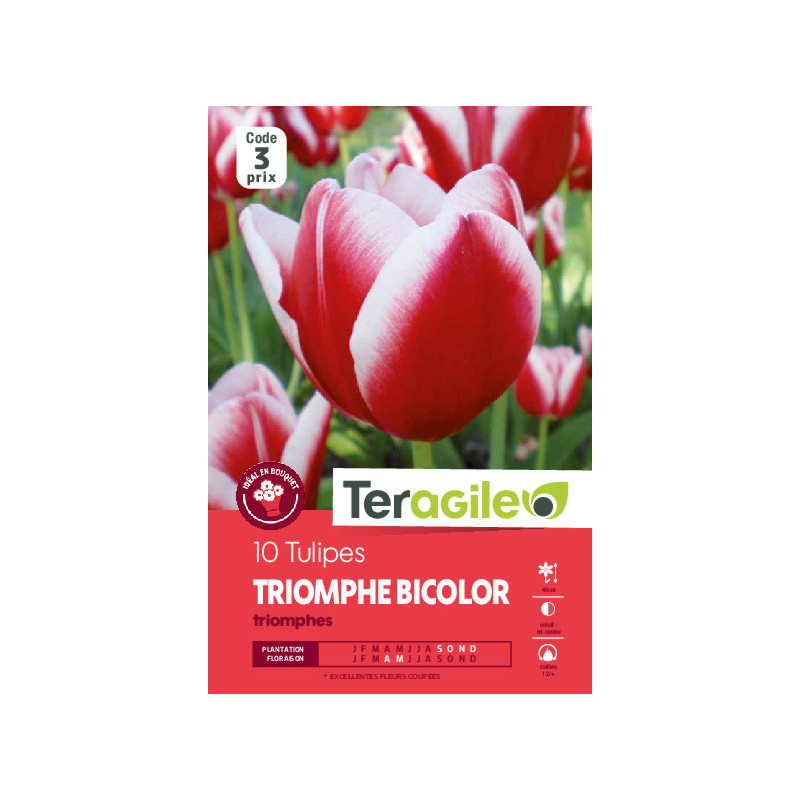 Tulipes triomphes rouges/blancs calibre 12/+ x10 de Teragile - produits pour le jardin dans Tulipe en bulbes